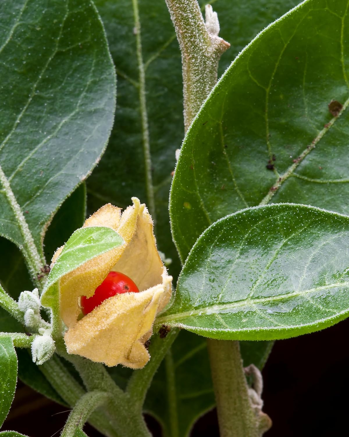 Herb Pharm Organic Ashwagandha Liquid Extract, Alcohol-Free: Mood Support Supplement, Vegan Ashwagandha Root Glycerite, Tasty Non-Bitter Adaptogen Extract for Adults, Non-Gmo, 1 Oz